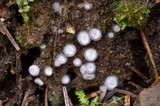 Stephanoma strigosum image