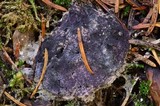 Nectriopsis violacea image