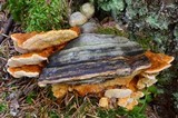 Pycnoporellus fulgens image