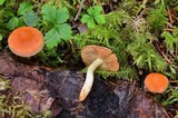 Pholiota astragalina image