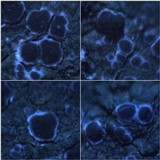 Byssoloma leucoblepharum image