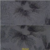 Byssoloma leucoblepharum image