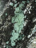 Physcia undulata image