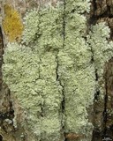 Pyxine cocoës image