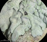Pyxine cocoës image