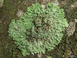 Physcia undulata image