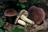 Tylopilus rubrobrunneus image