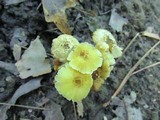 Hygrocybe caespitosa image