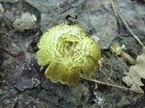 Hygrocybe caespitosa image