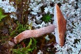 Cystodermella cinnabarina image