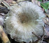Chrysomphalina strombodes image