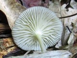 Chrysomphalina strombodes image