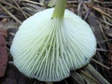 Chrysomphalina strombodes image