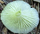 Chrysomphalina strombodes image