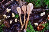 Spathularia rufa image