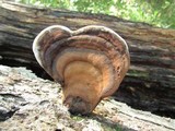 Ganoderma lobatum image