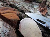 Ganoderma lobatum image