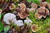 Phellodon tomentosus image
