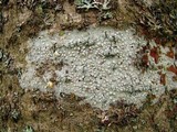 Lecanora caesiorubella image