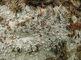 Lecanora caesiorubella image