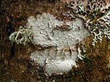 Lecanora caesiorubella image