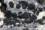 Lichinella cribellifera image