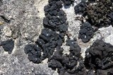 Lichinella cribellifera image