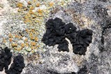 Lichinella cribellifera image
