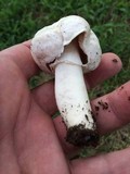 Agaricus porphyrocephalus image