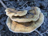 Onnia tomentosa image