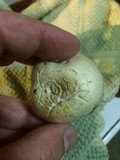 Agaricus porphyrocephalus image