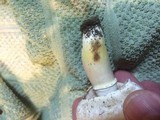 Agaricus porphyrocephalus image