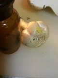 Agaricus porphyrocephalus image