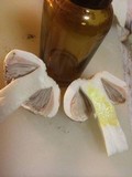 Agaricus porphyrocephalus image