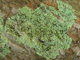 Physcia atrostriata image
