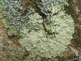 Pyxine cocoës image