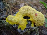 Fuligo septica image