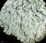 Pyxine cocoës image