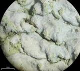 Pyxine cocoës image