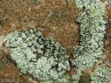 Pyxine cocoës image