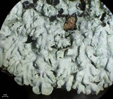 Pyxine cocoës image