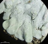 Pyxine cocoës image