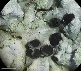 Pyxine cocoës image