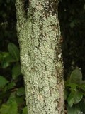 Pyxine cocoës image
