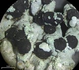 Pyxine cocoës image
