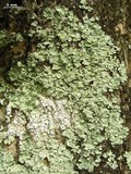 Pyxine cocoës image