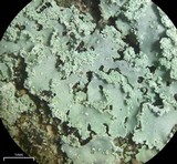 Physcia crispa image