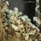 Physcia crispa image