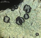 Buellia gerontoides image