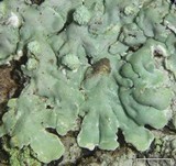 Dirinaria picta image